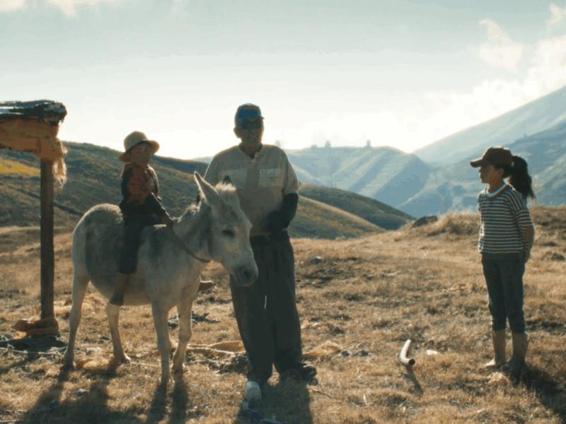 Buscando un burro
